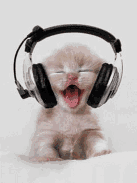 a kitten is wearing headphones and yawning .