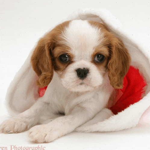 a brown and white puppy wrapped in a white blanket with the word photographic on the bottom