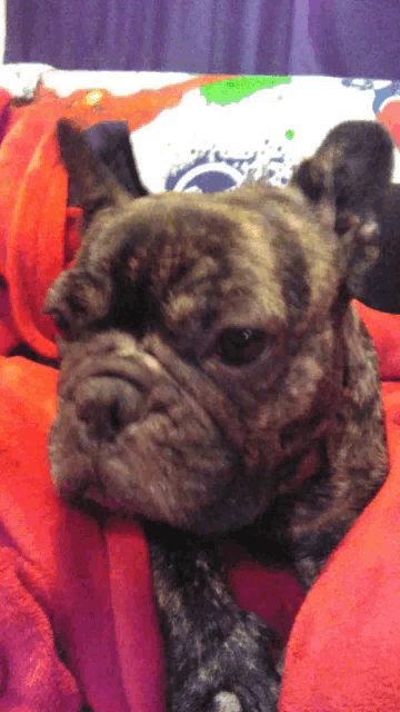 a dog laying on a red blanket with a purple background