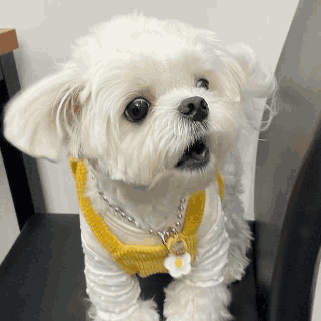 a small white dog wearing a yellow vest and a yellow necklace