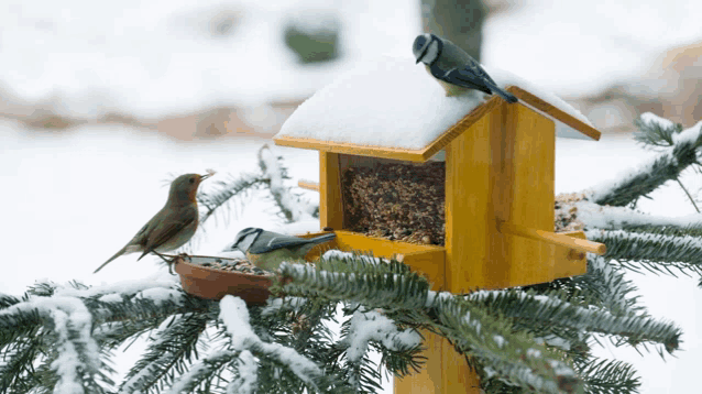 two birds are feeding from a yellow bird feeder in the snow