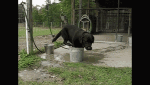 Dog Tries To Cool Off In A Tiny Bucket GIF