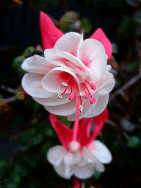 a close up of a white and pink flower with red stamens