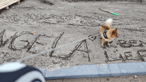 a small dog on a leash is walking past the word angela written in the sand