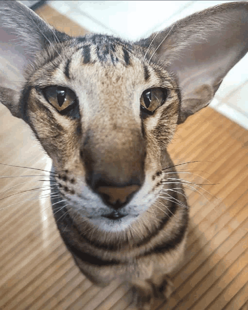 a close up of a cat 's face looking at the camera