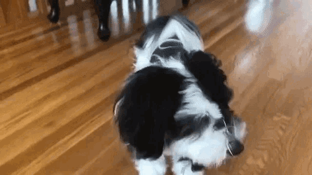 a black and white dog is walking on a wooden floor in a room .