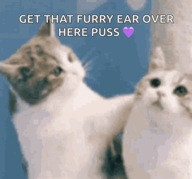 two cats are looking at each other with the words get that furry ear over here puss on the bottom