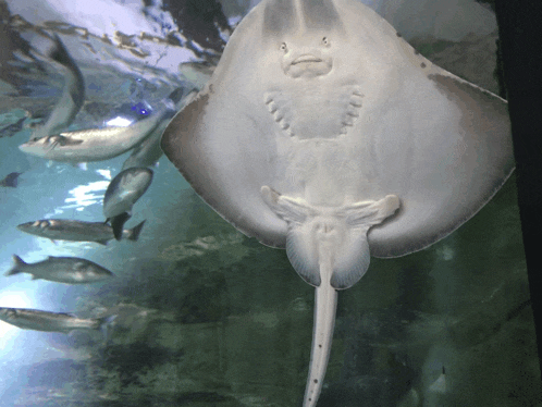 a stingray is swimming in a tank with fish