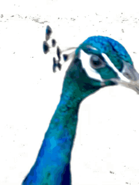 a peacock with blue and green feathers on it 's head