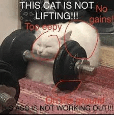 a cat is sleeping on top of a dumbbell on a rug .