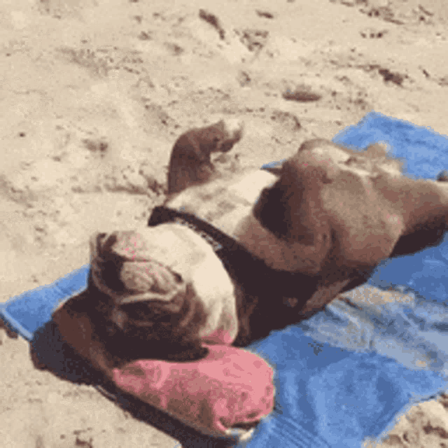 a dog is laying on its back on a blue towel