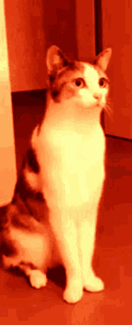 a cat is sitting in a red room and looking up