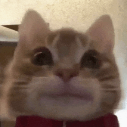 a cat wearing a red bow tie is looking at the camera .