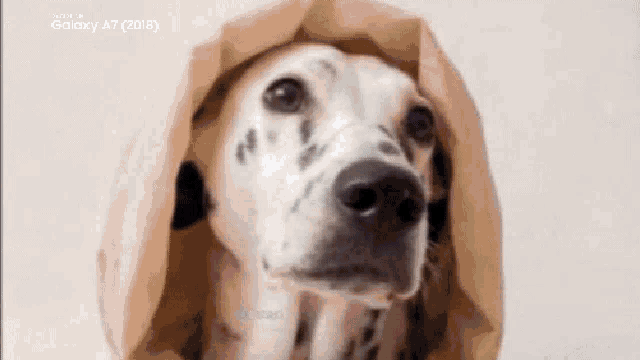 a dalmatian dog is wrapped in a brown paper bag .