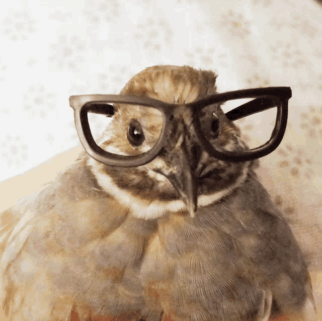 a bird wearing glasses looks at the camera with a serious look on its face