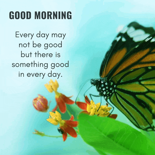 a butterfly is on a flower with a good morning message