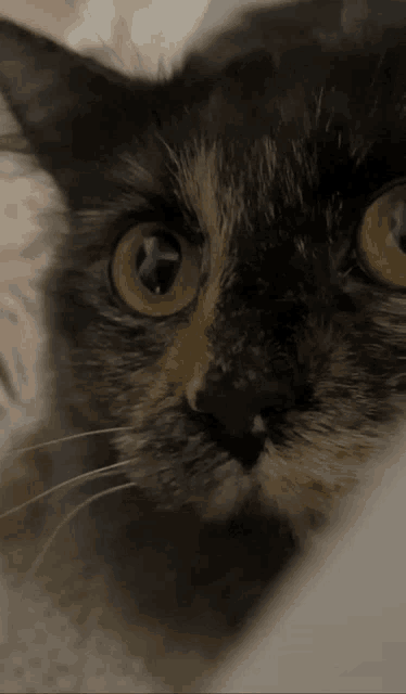 a close up of a calico cat with yellow eyes