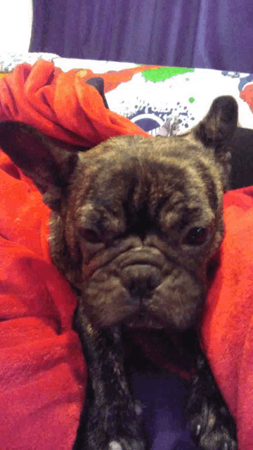 a dog laying on a bed with a red blanket on it