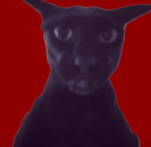 a black cat is against a red background and looking at the camera