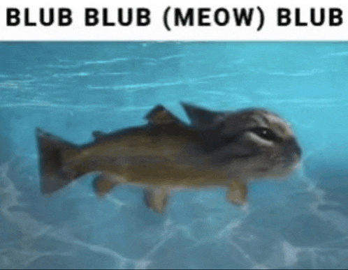 a fish with a cat 's face is swimming in the water .