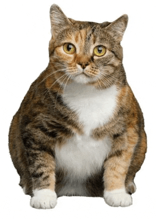 a very fat cat is sitting down on a white background .