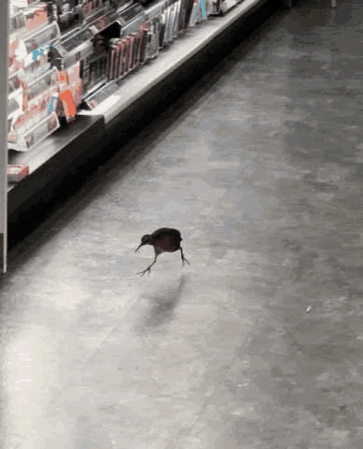 a bird is flying over a gray floor in a store .