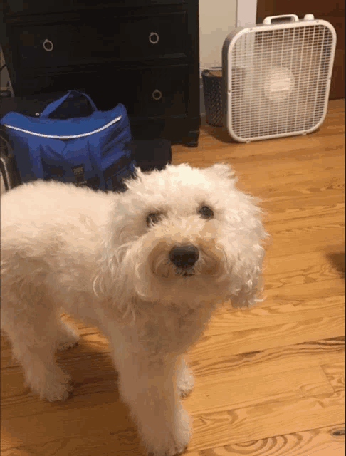 a small white dog standing on a wooden floor with a fan in the background