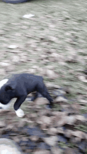 a black and white dog is running through a field of leaves