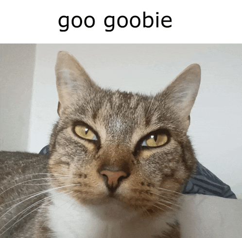 a close up of a cat with the caption goo goobie