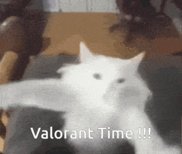 a white cat is laying on a couch with the words valorant time written below it