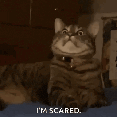 a close up of a cat with the words `` i 'm scared '' written below it .