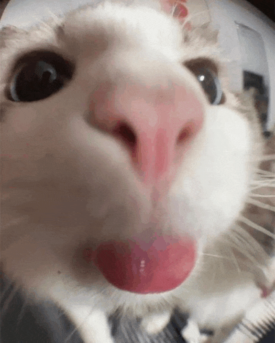 a close up of a cat 's face with its tongue out .