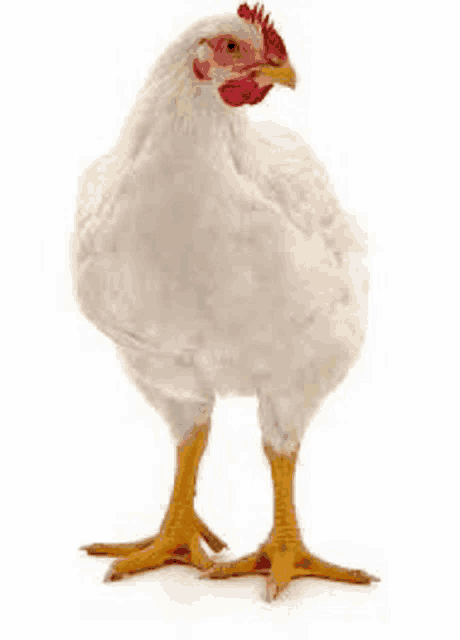 a white chicken with yellow legs and a red crest is standing on its hind legs on a white background .