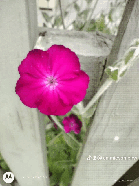 a close up of a purple flower with a motorola logo in the corner