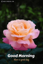 a pink and orange rose with the words good morning have a good day written on it