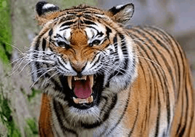 a tiger is roaring with its mouth open .