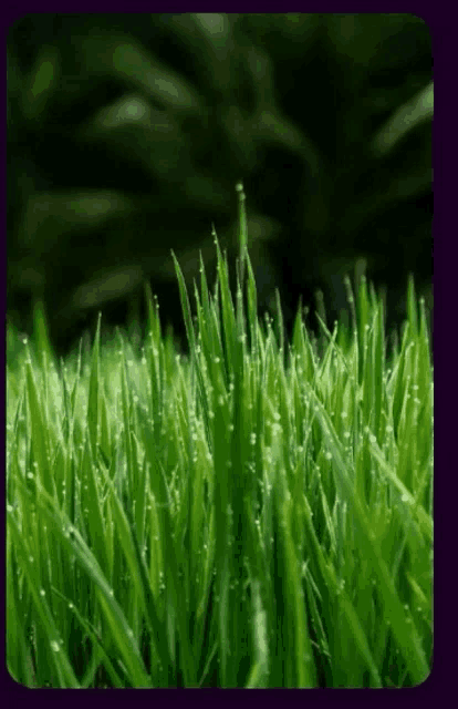 a lush green field of grass with water drops on the leaves