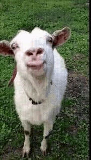 a white goat is standing in the grass with its mouth open .