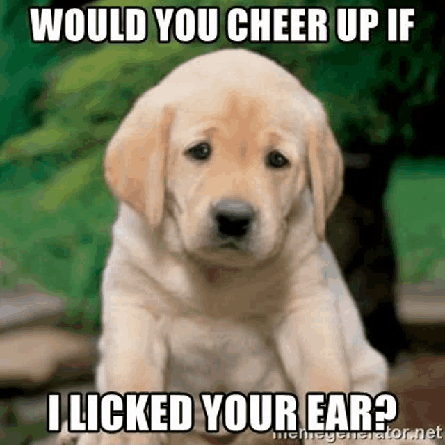 a puppy is sitting down and looking at the camera with a funny caption .