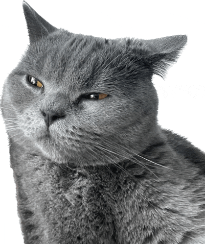 a close up of a gray cat 's face with a white background