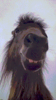 a close up of a horse 's face with its mouth open and teeth showing