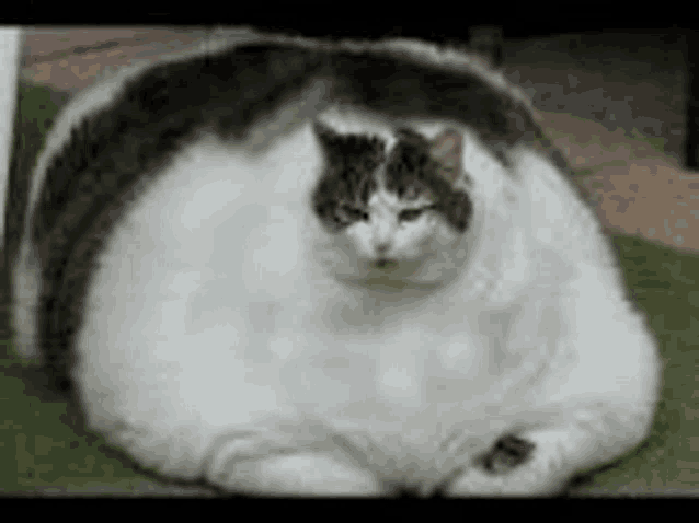 a very fat cat is sitting on the floor .