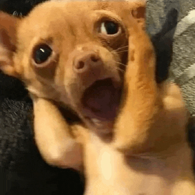 a small brown dog is laying on its back with its mouth open and looking at the camera .