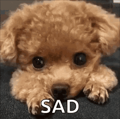 a small brown poodle dog is laying down on the floor and looking sad .