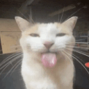 a close up of a cat with its tongue sticking out