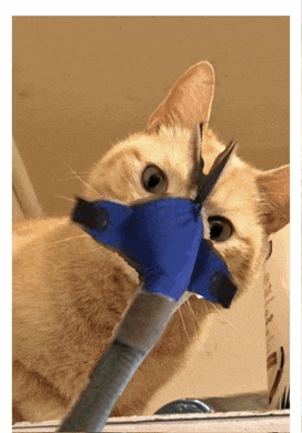 a cat with a blue mask on its face looks at something