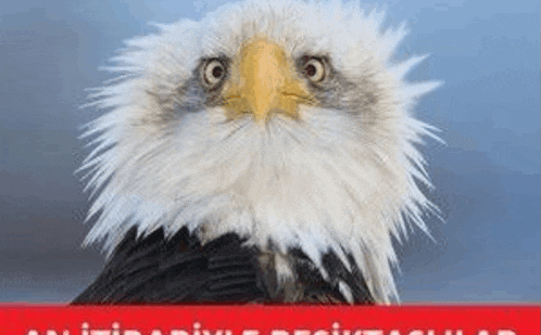 a bald eagle with a messy feathered head looks at the camera