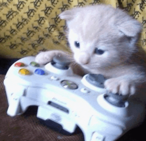 a kitten is playing a video game on an xbox controller