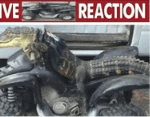 a picture of a motorcycle with the words " ive reaction " on the bottom