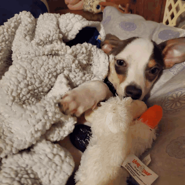 a small brown and white dog is laying on a bed with a stuffed animal that says " angry duck " on it